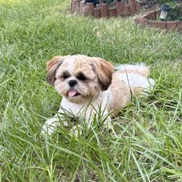 Baron - Shih Tzu
