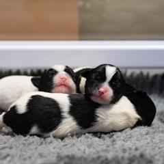 Lowchen puppies from Dragonne Lowchen