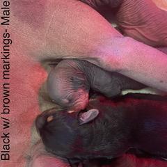 Boy 1 - Black Xoloitzcuintli puppy in Endicott, New York from Upstate Xoloitzcuintli NY