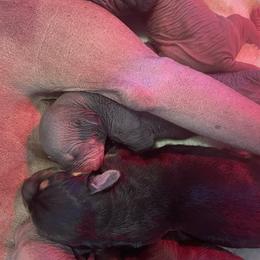 Boy 1 - Black Xoloitzcuintli puppy in Endicott, New York from Upstate Xoloitzcuintli NY