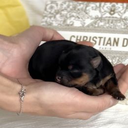 Girl 3 - female Yorkshire Terrier puppy in Glendale, California from Los Angeles Teacup Yorkie