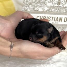 Girl 3 - female Yorkshire Terrier puppy in Glendale, California from Los Angeles Teacup Yorkie