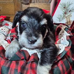 Lucy - Black and silver female Miniature Schnauzer puppy in Fountain City, Indiana from Bearded Dynasty Schnauzers