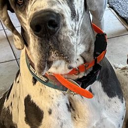 Cowboy - Great Dane