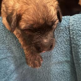 Male Pooch 1 - Fawn male Bouvier des Flandres puppy in Bethlehem, Connecticut from Bouviers Gate House