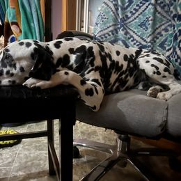 Dalmatian Puppies from Hallmark Dalmatians;