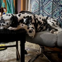 Dalmatian Puppies from Hallmark Dalmatians;