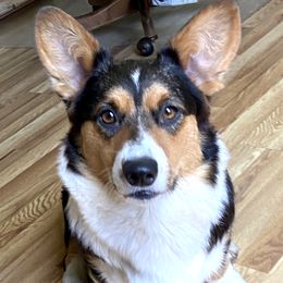 Saffron - Cardigan Welsh Corgi