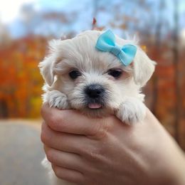 Companion Cross, Maltese, and Maltipoo Puppies from Seeking Shalom Acres Maltese, Maltipoos & Havamalts