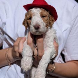 Peach Collar - Parti male Goldendoodle puppy in Olympia, Washington from Sinclairdoodles
