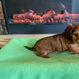Dachshund Puppies from Catt Farms Longhaired Dachshunds