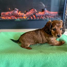 Dachshund Puppies from Catt Farms Longhaired Dachshunds