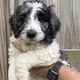 Jones - Merle Goldendoodle puppy in Morrow, Ohio from RemiRoodles