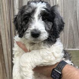 Jones - Merle Goldendoodle puppy in Morrow, Ohio from RemiRoodles