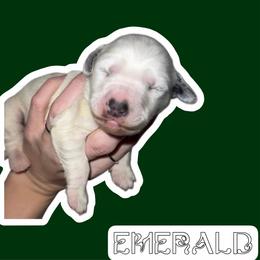 Emerald - White and black female Dalmatian puppy in Bremen, Georgia from Clark’s Dalmatians