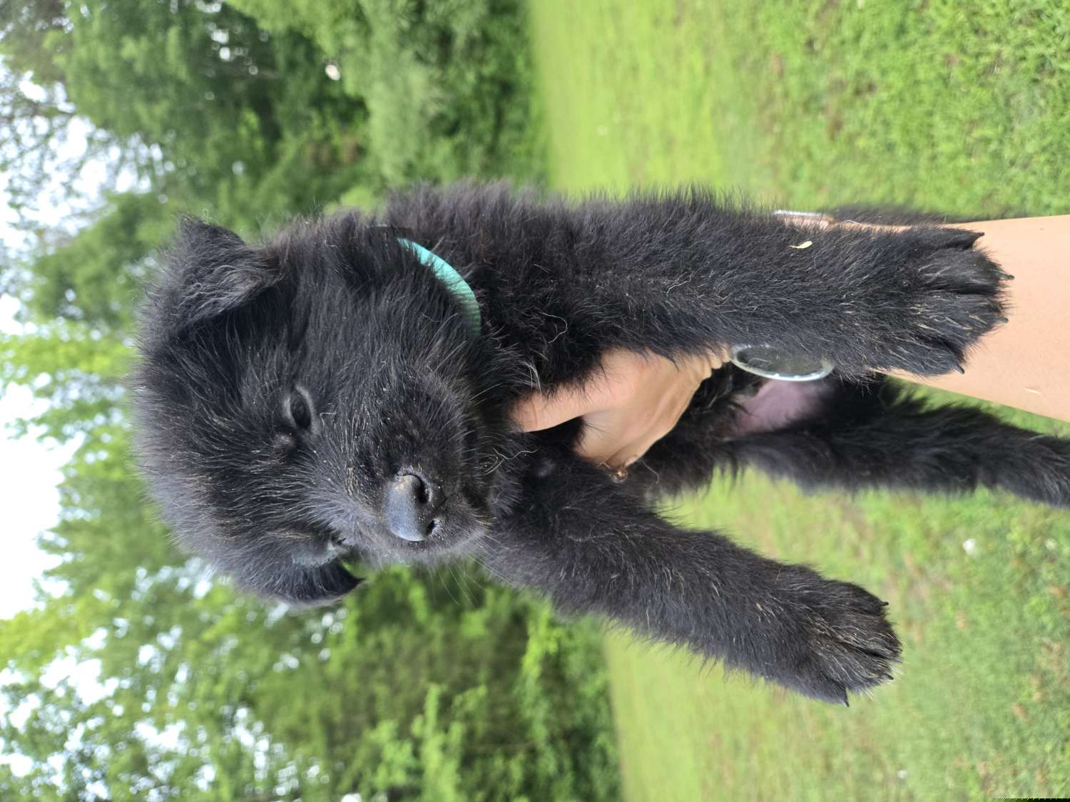 Large black male - Black German Shepherd puppy in Berry, Alabama from Whisper Gray