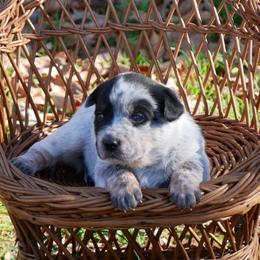 Archer - Blue male Australian Cattle Dog puppy in Buffalo Valley, Tennessee from Buffalo Valley Breeders