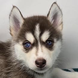 Tulla Mae - Red and white female Siberian Husky puppy in Kansas City, Missouri from Anuun's Huskies