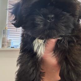 Oakley - Shih Tzu
