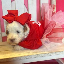 Ruthie - Parti female Goldendoodle puppy in Boaz, Alabama from Doodles All Day