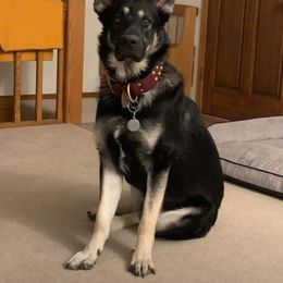 Axel - German Shepherd