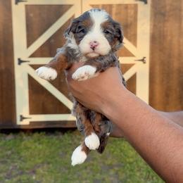 Rosie - Tri-color female Bernedoodle puppy in Greenville, Texas from Doodles of Promise