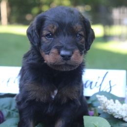 Aussiedoodle Puppies from Old Mills Aussiedoodles