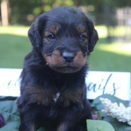 Aussiedoodle Puppies from Old Mills Aussiedoodles
