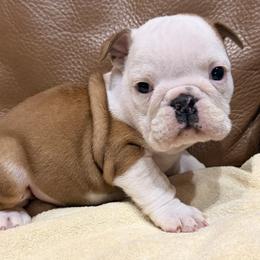 Ryker - Red and white male Bulldog puppy in Salem, Illinois from Itsabulldogthing