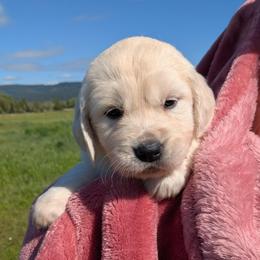 Pink - Light golden female Golden Retriever puppy in Roseburg, Oregon from Unbound Goldens