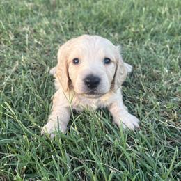 Sunny - Cream male Dachshund puppy in Hawley, Texas from Little e Dachshunds
