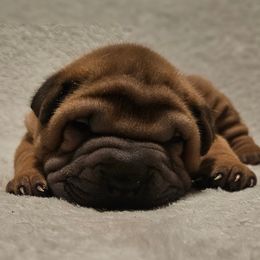 Scooby - Brown male Chinese Shar-Pei puppy in Bakersfield, California from Cashmerewrinkles