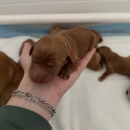 Girl 2 - female Goldendoodle puppy in Yukon, Oklahoma from Silver Barn Doodles