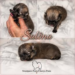 Salona - Chocolate sable female Pomeranian puppy in Odessa, Texas from Cherry's Poms