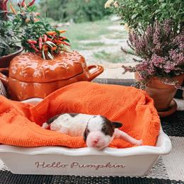 Autumn - Brown and white female Aussiedoodle puppy in Tryon, North Carolina from Melrose Mountain Farm