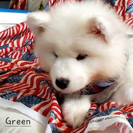 Samoyed Puppies from White Sea Samoyeds