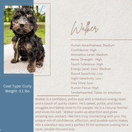 Walker - Phantom male Bernedoodle puppy in Amery, Wisconsin from Cornerstone Kennels