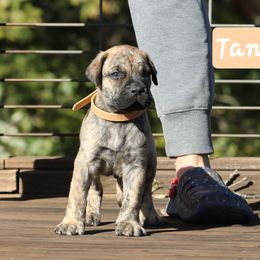 Tan Collar - Tiger male Perro de Presa Canario puppy in Pocahontas, Illinois from Cabeza Grande Kennel