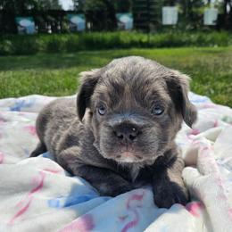 Jesse (FLUFFY) - Blue female French Bulldog puppy in Bend, Oregon from High Lakes Frenchies