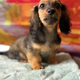 Rhea - Cream female Dachshund puppy in Pflugerville, Texas from Dream A Dream Dachshunds