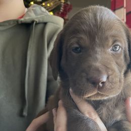 Royal Blue Boy - Chocolate Labrador Retriever puppy in Nicholasville, Kentucky from Old Railroad Labs