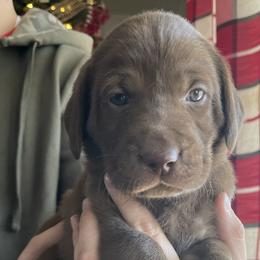 Royal Blue Boy - Chocolate Labrador Retriever puppy in Nicholasville, Kentucky from Old Railroad Labs