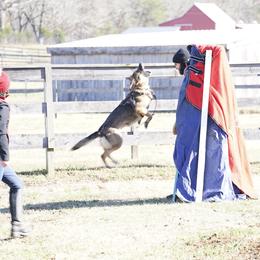 Qvanta Last Hathy - German Shepherd
