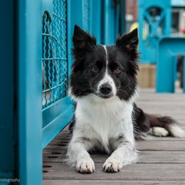Border Collies from Inspire Performance Dogs