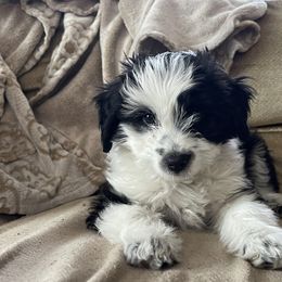 Aussiedoodle Puppies from Paisleys Doodles AK