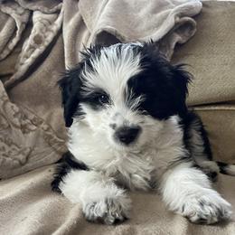 Aussiedoodle Puppies from Paisleys Doodles AK