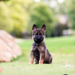 German Shepherd Puppies from vom Vikos