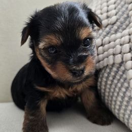 Maple - Black and tan female Yorkshire Terrier puppy in Buckeye, Arizona from Adriana's Yorkies