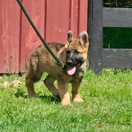 Green puppy - Sable male German Shepherd puppy in Littlestown, Pennsylvania from Victory Circle German Shepherds