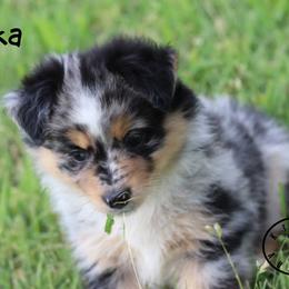 Sitka - Blue merle female Miniature Australian Shepherd puppy in Garden Plain, Kansas from Krazy K Aussies